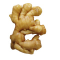 China suppliers organic fresh ginger for sale